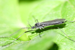 Gnophomyia tristissima