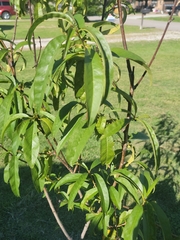 Prunus persica