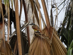 Pitangus sulphuratus