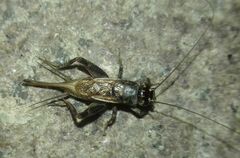 Eumodicogryllus bordigalensis