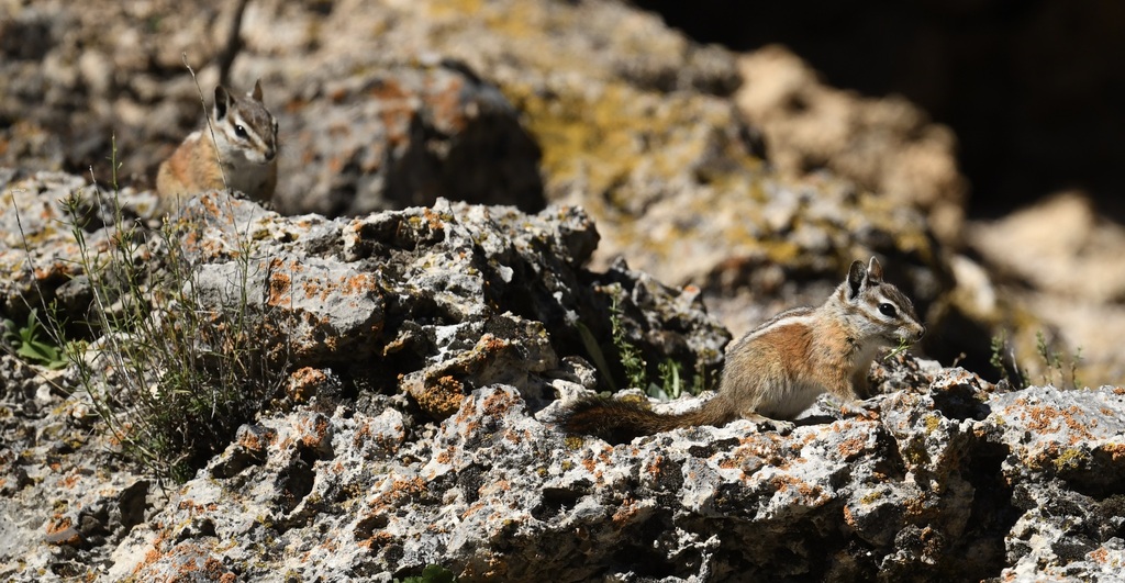 Palmer's Chipmunk in September 2022 by lonnyholmes. Two. · iNaturalist