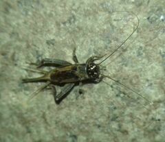 Eumodicogryllus bordigalensis