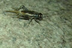 Eumodicogryllus bordigalensis