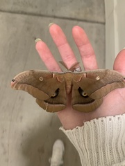 Antheraea polyphemus