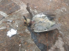 Melanerpes chrysogenys