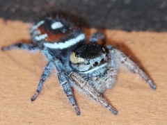 Phidippus cruentus