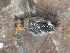 Melanerpes chrysogenys