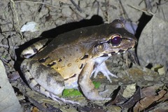 Leptodactylus savagei