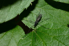 Gnophomyia tristissima