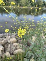 Rhamphospermum nigrum