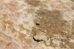 Tridactylidae