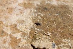 Tridactylidae