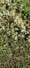 Tidestromia lanuginosa