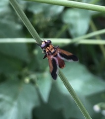 Trichopoda pictipennis