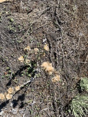 Pseudognaphalium