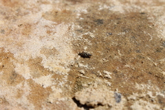 Tridactylidae