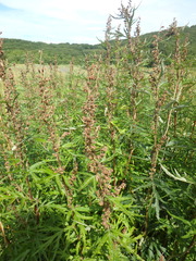 Artemisia vulgaris kamtschatica