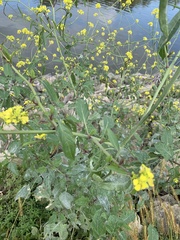 Rhamphospermum nigrum