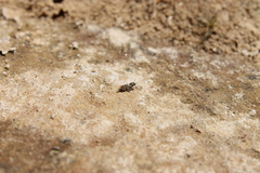 Tridactylidae