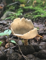 Helvella villosa