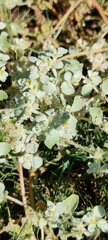 Tidestromia lanuginosa