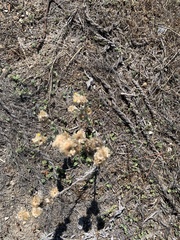 Pseudognaphalium