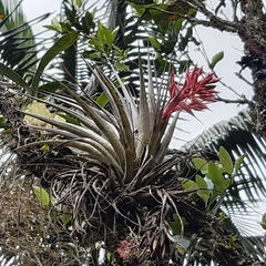 Tillandsia geminiflora