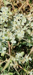 Tidestromia lanuginosa