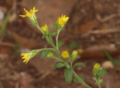 Solidago virgaurea