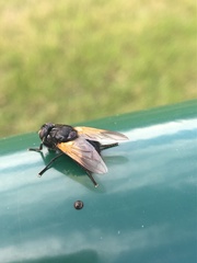 Mesembrina meridiana