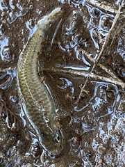 Pseudoxiphophorus bimaculatus