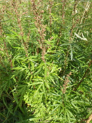 Artemisia vulgaris kamtschatica