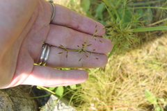 Fimbristylis