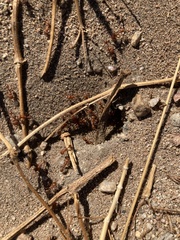 Pogonomyrmex californicus