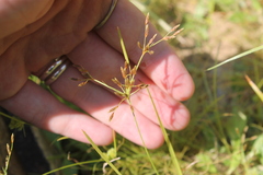 Fimbristylis