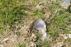 Utterbackia imbecillis