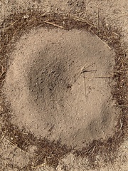 Pogonomyrmex californicus