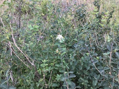 Symphoricarpos occidentalis