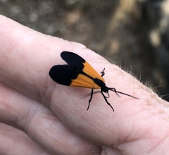 Lycomorpha pholus