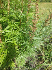 Artemisia vulgaris kamtschatica