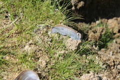 Utterbackia imbecillis