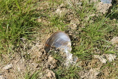 Utterbackia imbecillis