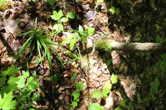 Carex blanda