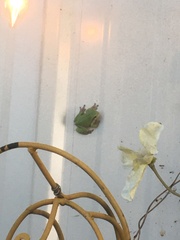 Hyla versicolor