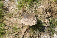 Utterbackia imbecillis