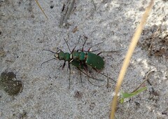 Cicindela campestris
