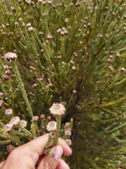 Leucadendron dubium
