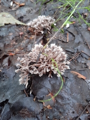 Thelephora penicillata