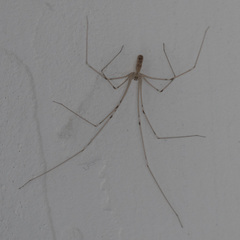 Pholcus phalangioides
