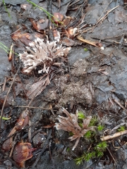 Thelephora penicillata